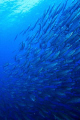 Barracudas (Sphyraena barracuda) at the Ras Mohammed National Park.
Shot using Canon EOS 300D in Nimar housing, Canon 18-55mm and Nikonos SB-105 strobe with diffuser. 